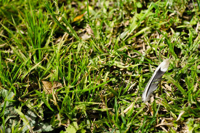 High angle view of grass growing on field