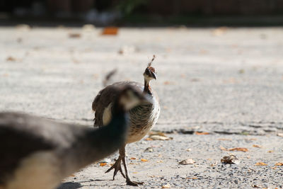 Close-up of bird