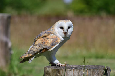 Close-up of owl perching on wooden post