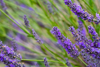 Close-up of purple flowering plant