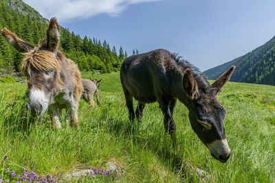 Donkey and horses grazing on grassy field