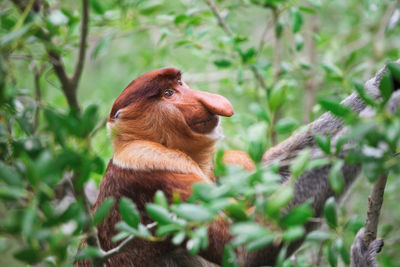 View of a squirrel on tree