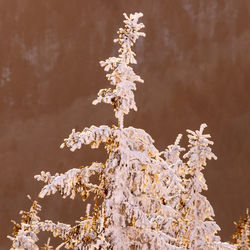 Close-up of frozen plant against tree during winter