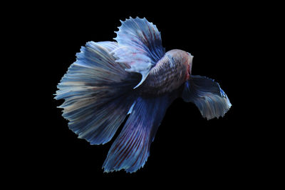 Close-up of bird flying over black background