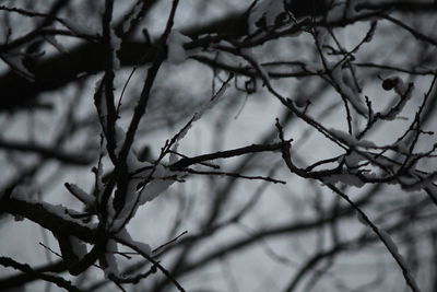 Close-up of branches against sky