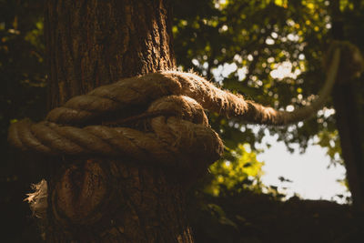 Close-up of lizard on tree trunk