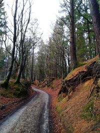 Road passing through forest