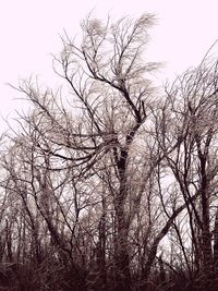 Low angle view of bare trees against sky