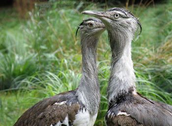 Two large rhea birds together in a grass filled field.