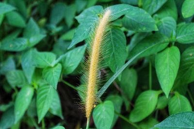 Full frame shot of fresh green plant