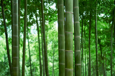 Close-up of bamboo trees in forest