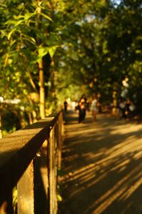 Road along trees