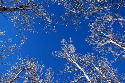 Low angle view of trees against clear blue sky