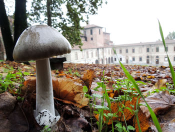 Close-up of mushrooms growing on tree