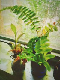 Close-up of potted plant on window