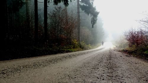 Country road along trees