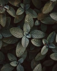 Full frame shot of hydrangea flowers