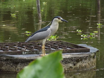 High angle view of gray heron perching on lake