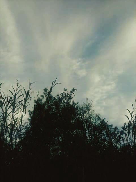 LOW ANGLE VIEW OF TREES AGAINST CLOUDY SKY