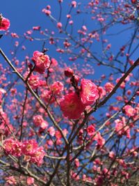 Close-up of pink flowers