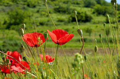 Red poppy field in golden wheat field during summer at countryside in transylvania.