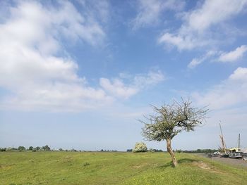Tree on field against sky