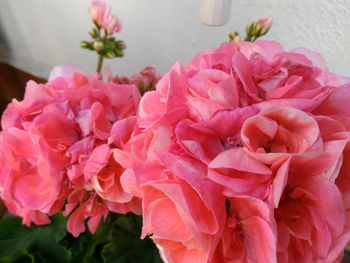 Close-up of pink rose