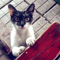 Portrait of cat on footpath