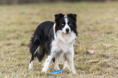 Portrait of dog on grass