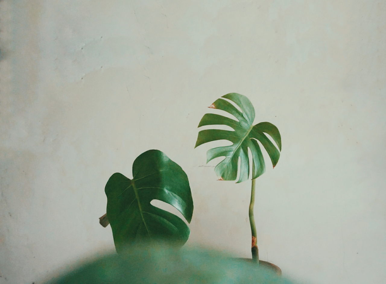 leaf, plant part, green color, wall - building feature, plant, indoors, growth, no people, nature, close-up, vulnerability, beauty in nature, fragility, freshness, flower, copy space, plant stem, flowering plant, studio shot, petal, flower head