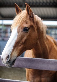 Close-up of horse in ranch