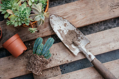 Gardening tools for repotting succulents and cactuses in the home garden