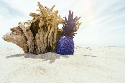 Close-up of purple flower on beach