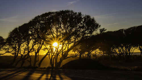 Silhouette trees against sky during sunset