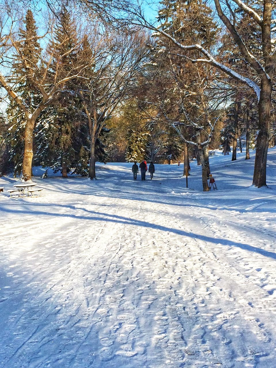 snow, winter, tree, cold temperature, nature, beauty in nature, tranquility, outdoors, bare tree, day, scenics, sky, people, adult