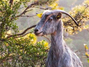 Close-up of an animal