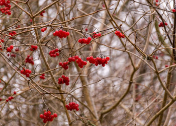 Red autumn berry accents on the river bank, traditional river bank vegetation in autumn