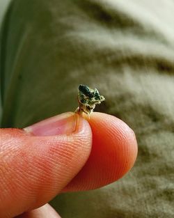 Close-up of hand holding ladybug