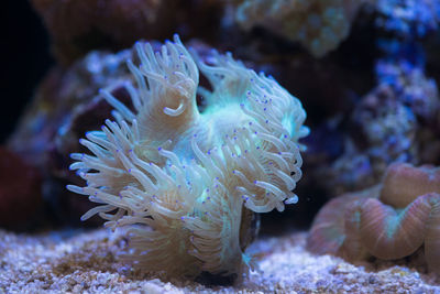 Close-up of jellyfish in sea