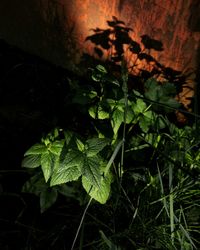 Close-up of plants