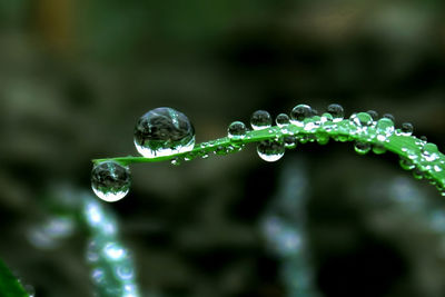 Close-up of water drops on leaf