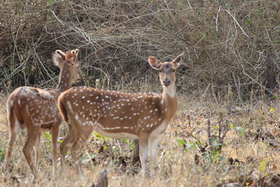 Deer standing in grass