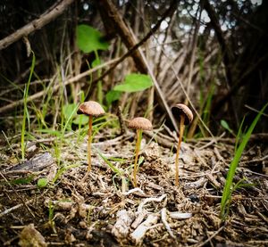 Close-up of mushrooms growing on ground