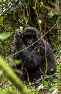 Portrait of gorilla resting on field in mgahinga gorilla national park