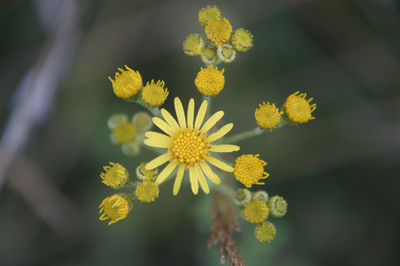 Close-up of yellow flowering plant