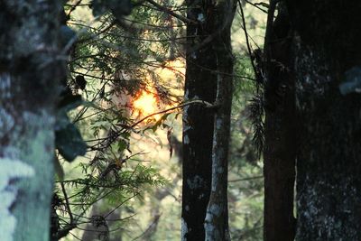 Bare trees in forest