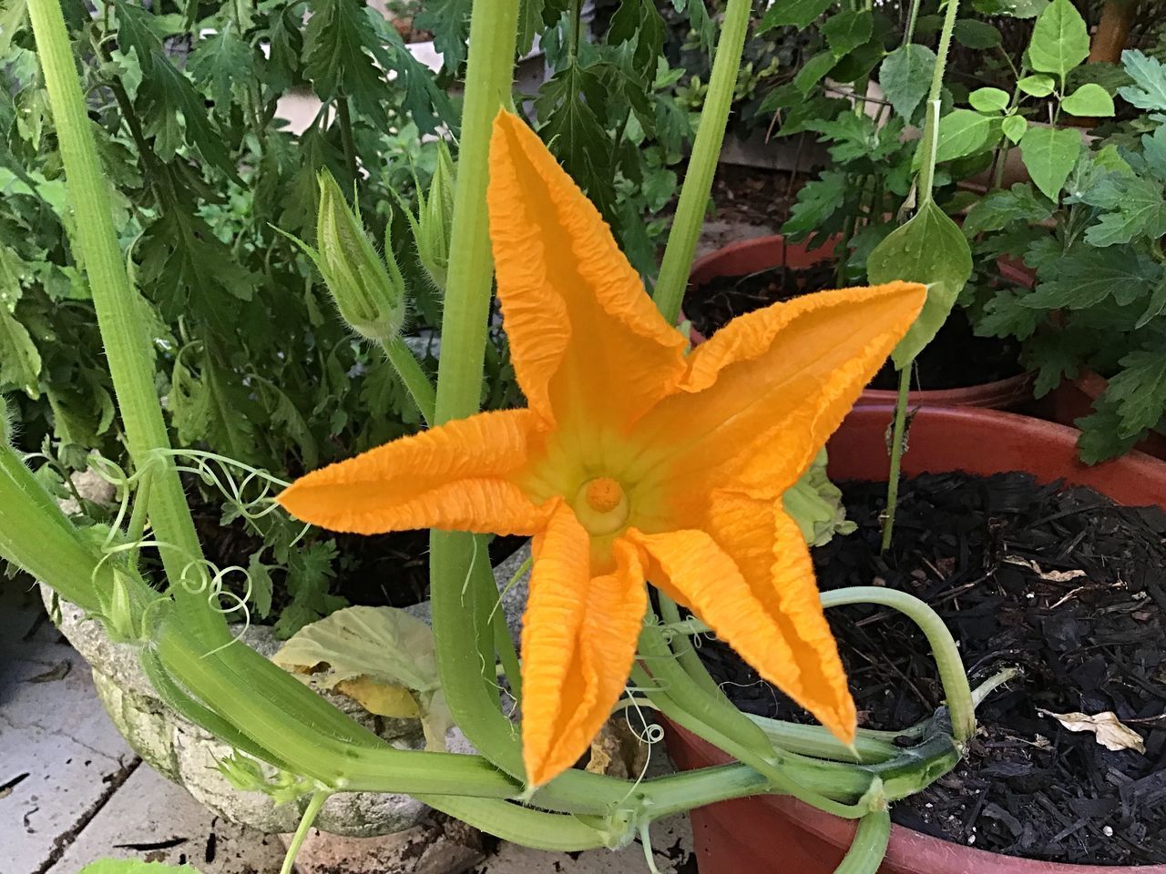 CLOSE-UP OF ORANGE FLOWER