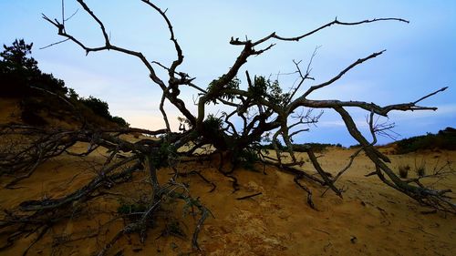 Bare trees on landscape