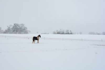 A horse stands in the pasture in winter, with a lot of snow and snowfall