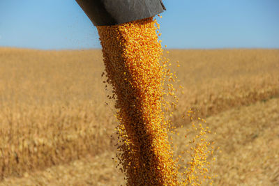 Close-up of corn falling on field
